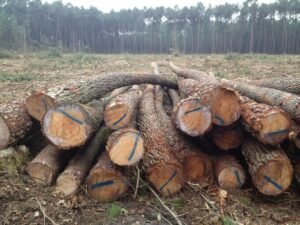 Stammholz – Kiefer – Bild 3