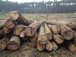 Stammholz – Kiefer – Bild 5