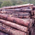 Stammholz – Fichte – Bild 3