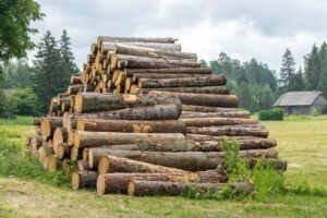 Stammholz – Fichte – Bild 4