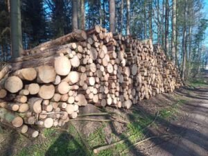 Stammholz – Nadelholz – Bild 3