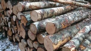 Stammholz – Birke – Bild 3