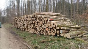 Stammholz – Esche – Bild 3
