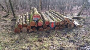 Stammholz – Esche – Bild 4