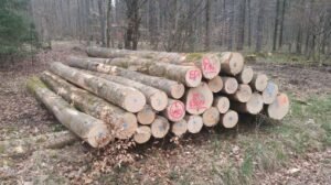 Stammholz – Esche – Bild 5
