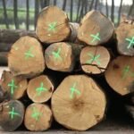 Stammholz – Eiche – Bild 2
