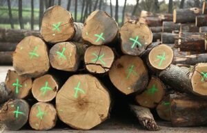 Stammholz – Eiche – Bild 4