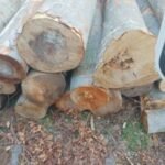 Stammholz – Buche – Bild 2