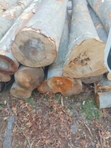Stammholz – Buche – Bild 3