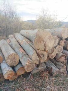Stammholz – Buche – Bild 4